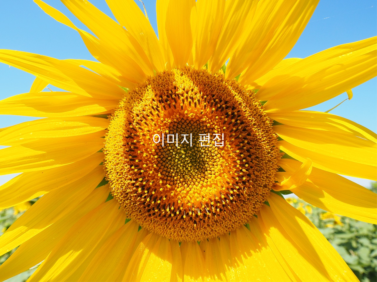 sun-flower-1521852_1280.jpg